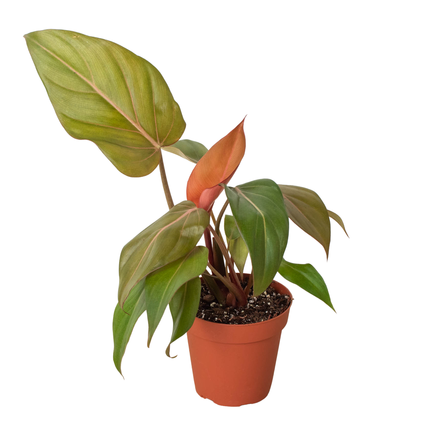 Philodendron 'Summer Glory'-6" Pot