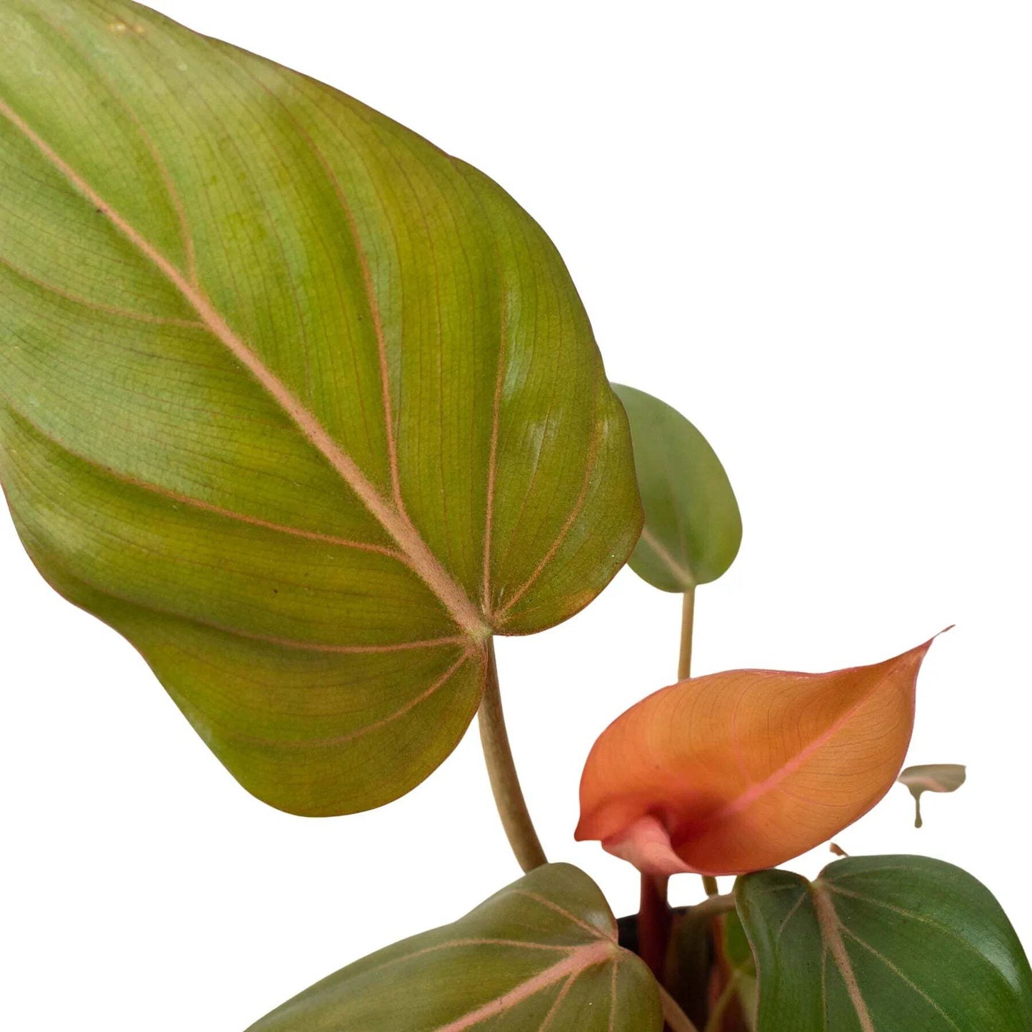 Philodendron 'Summer Glory'-6" Pot