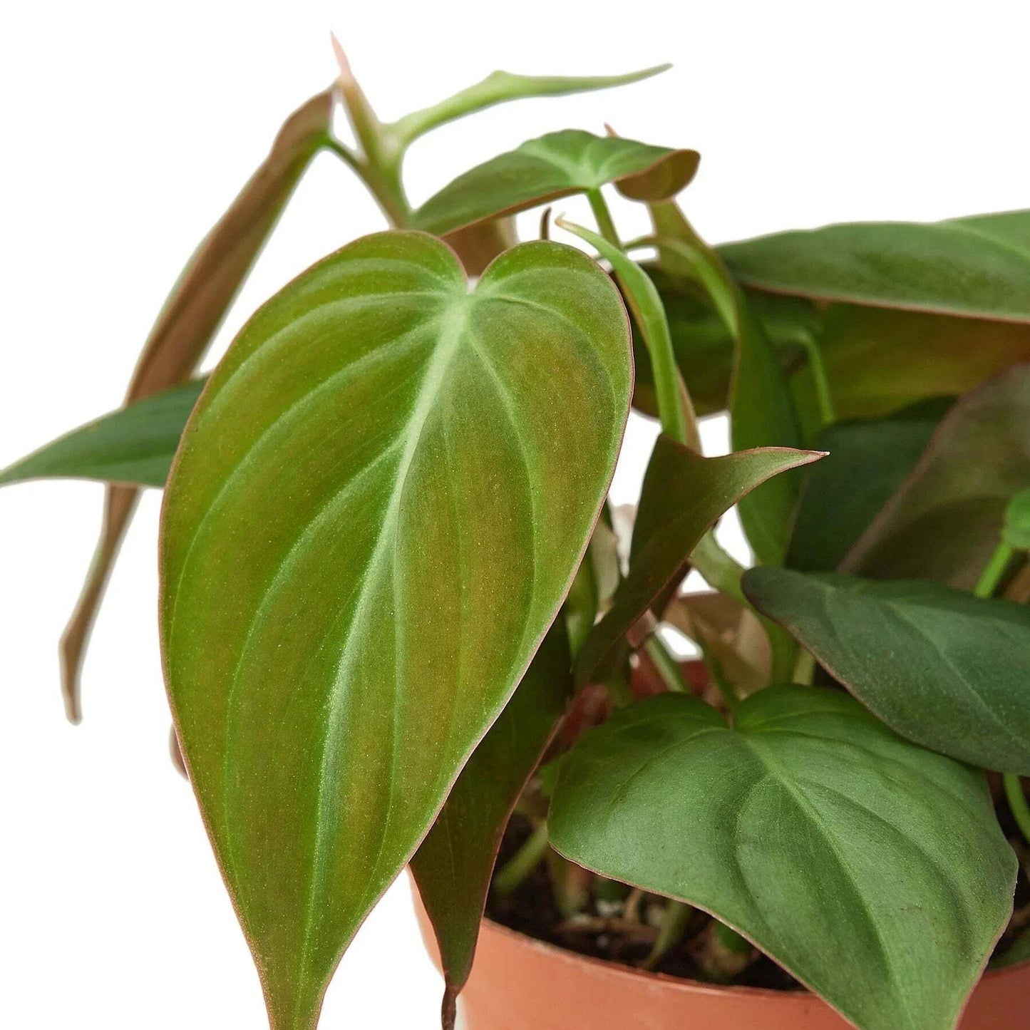 Philodendron 'Velvet'-6" Pot / Stick