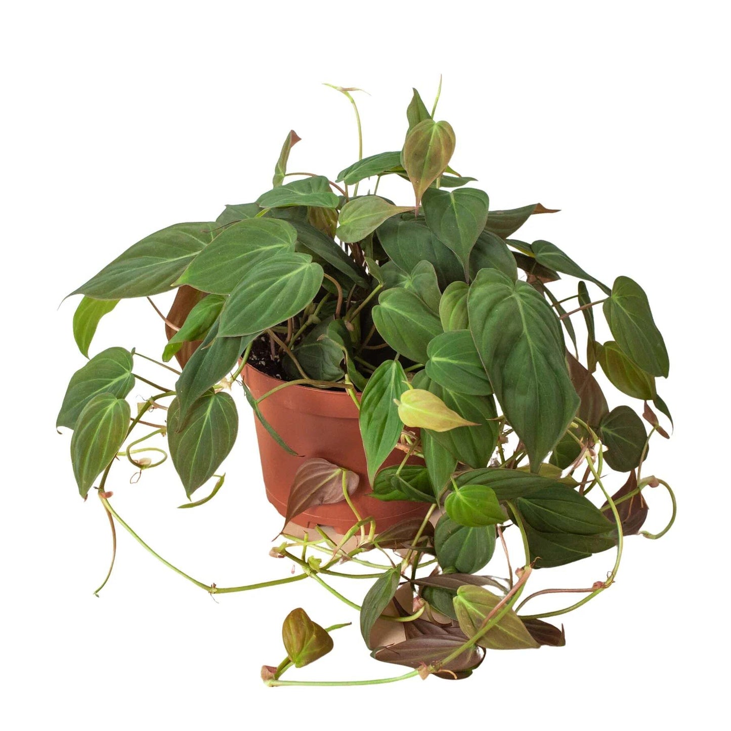 Philodendron 'Velvet'-6" Pot / Stick