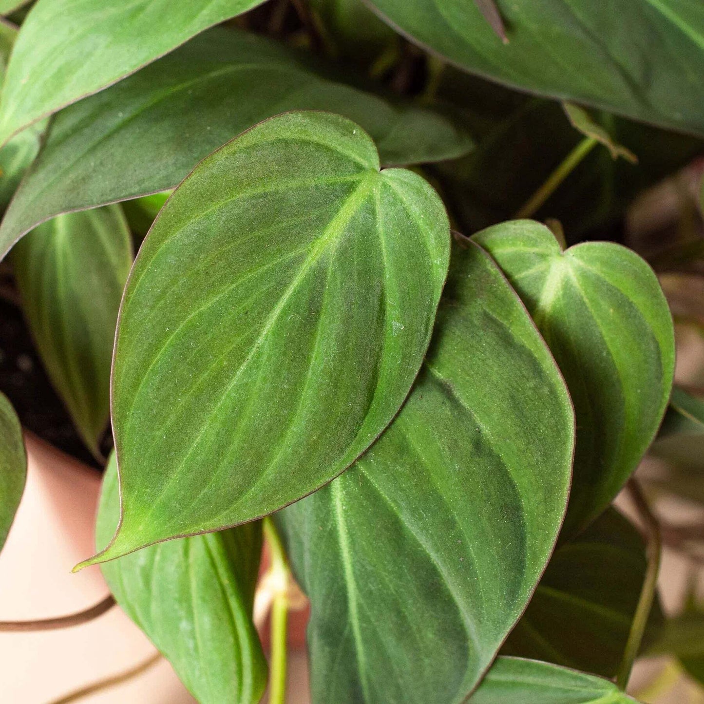 Philodendron 'Velvet'-6" Pot / Stick