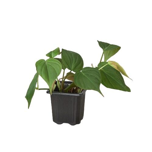 Philodendron 'Velvet'-6" Pot / Stick