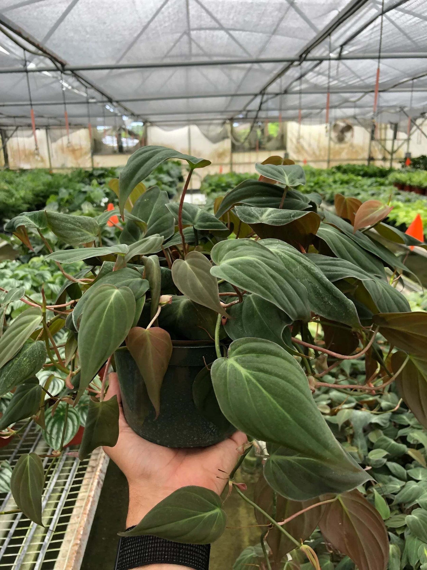 Philodendron 'Velvet'-6" Pot / Stick