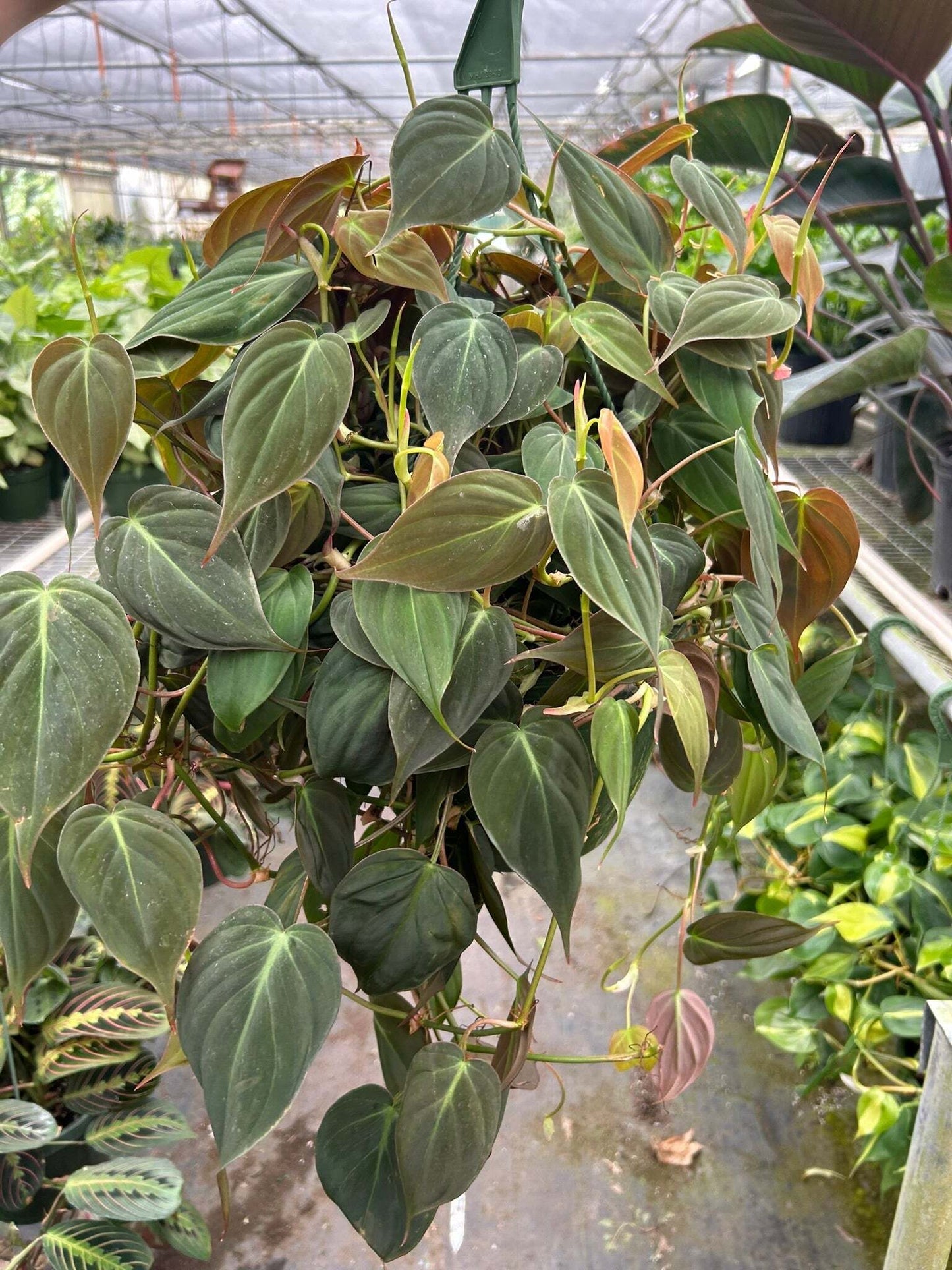 Philodendron 'Velvet'-6" Pot / Stick