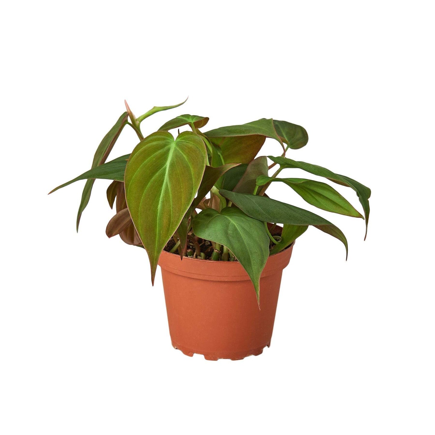 Philodendron 'Velvet'-6" Pot / Stick