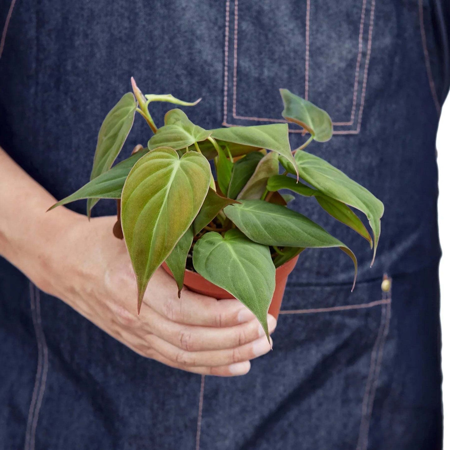 Philodendron 'Velvet'-6" Pot / White Cylinder