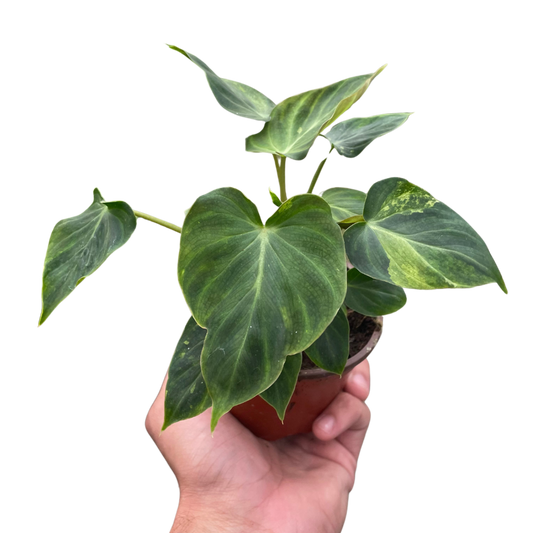 Philodendron 'Verrucosum'-6" Pot