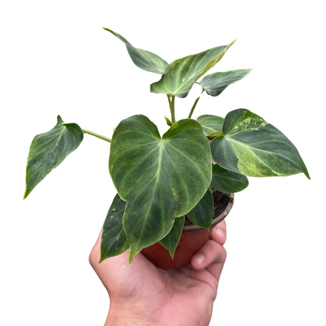 Philodendron 'Verrucosum'-6" Pot