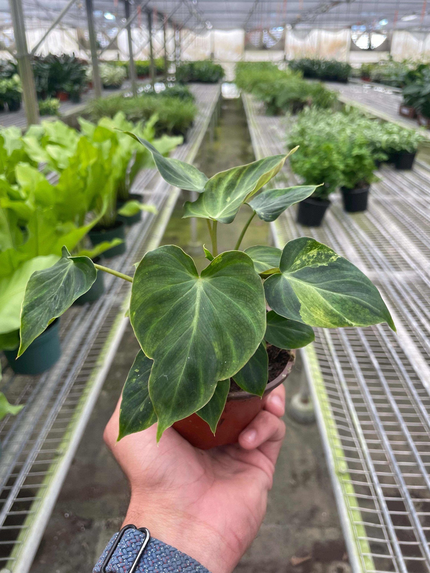 Philodendron 'Verrucosum'-6" Pot