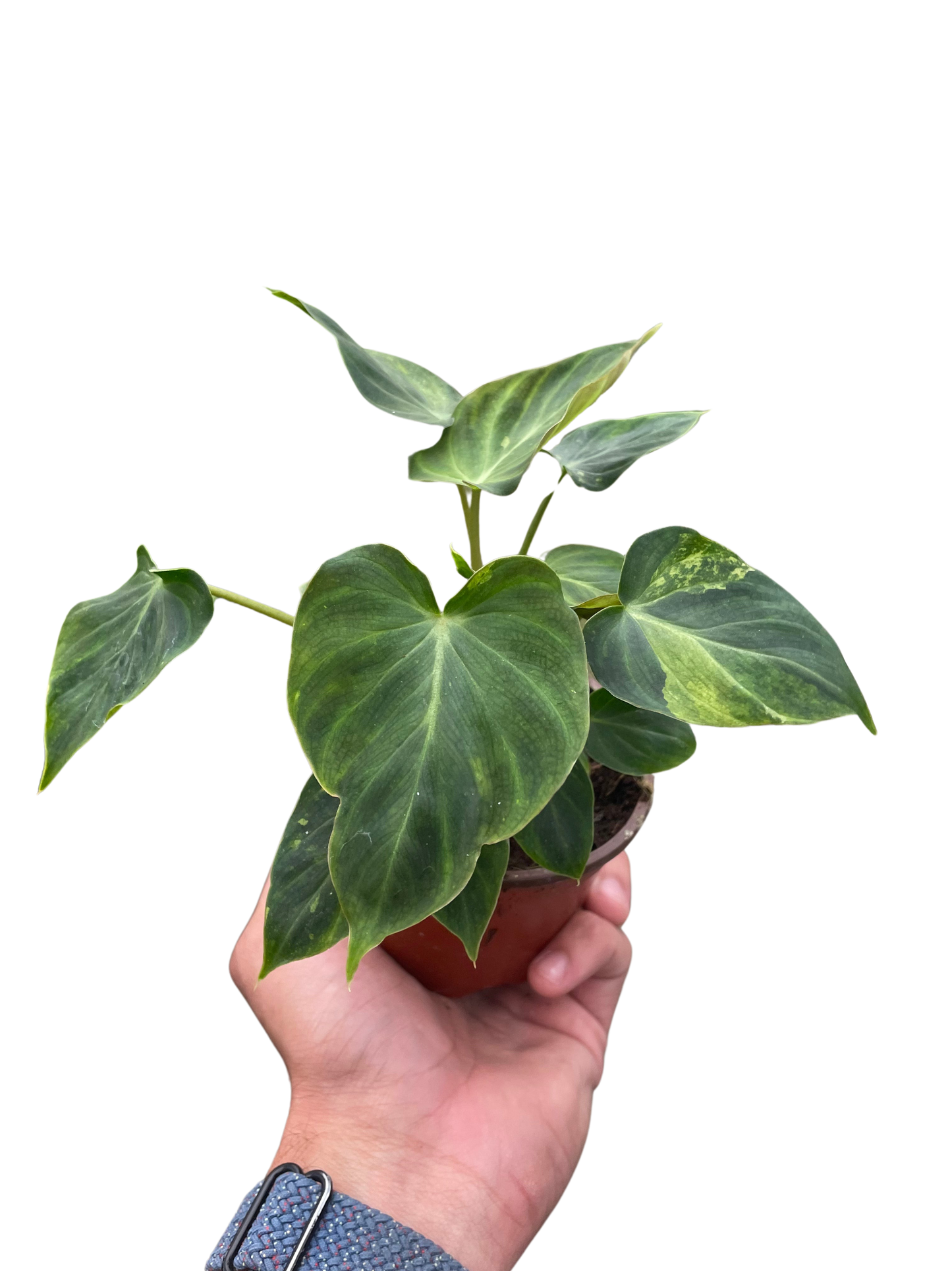 Philodendron 'Verrucosum'-6" Pot