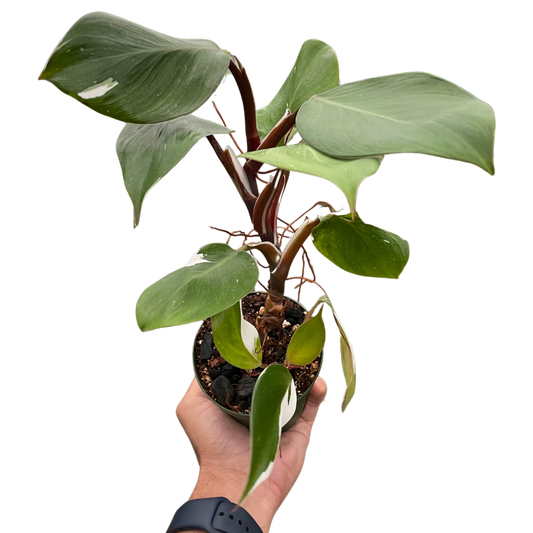 Philodendron 'White Knight'-6" pot