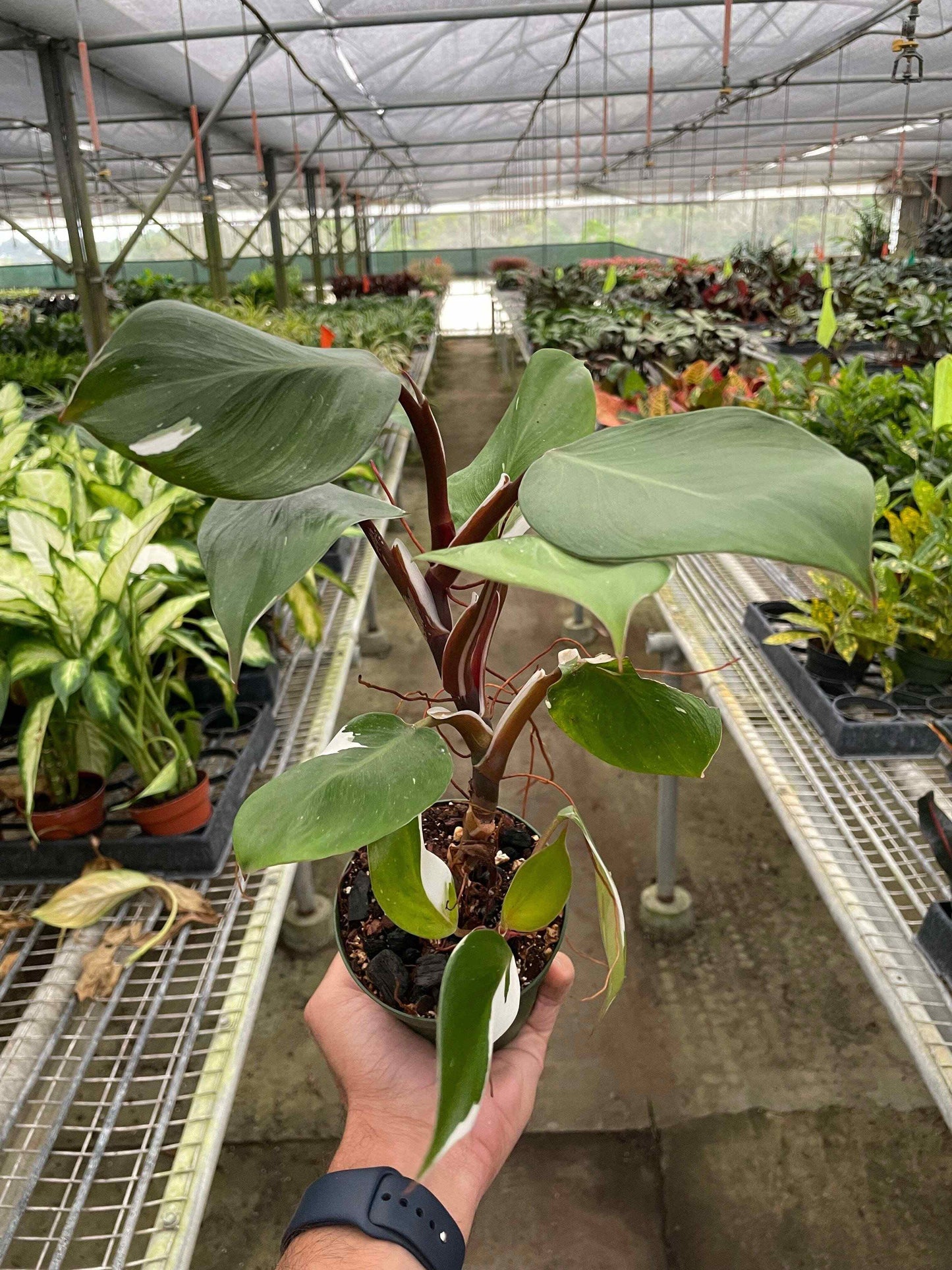 Philodendron 'White Knight'-6" pot