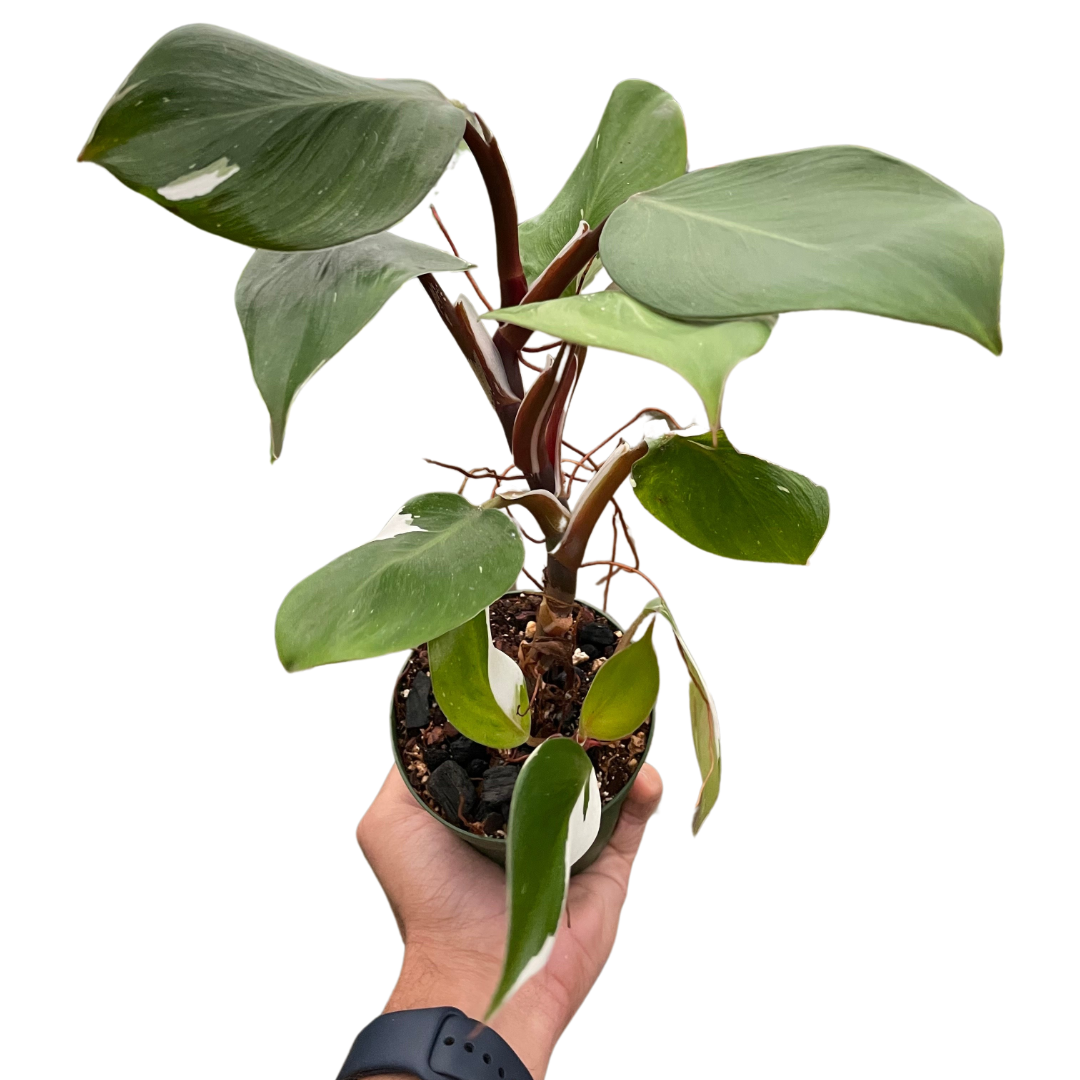 Philodendron 'White Knight'-6" pot