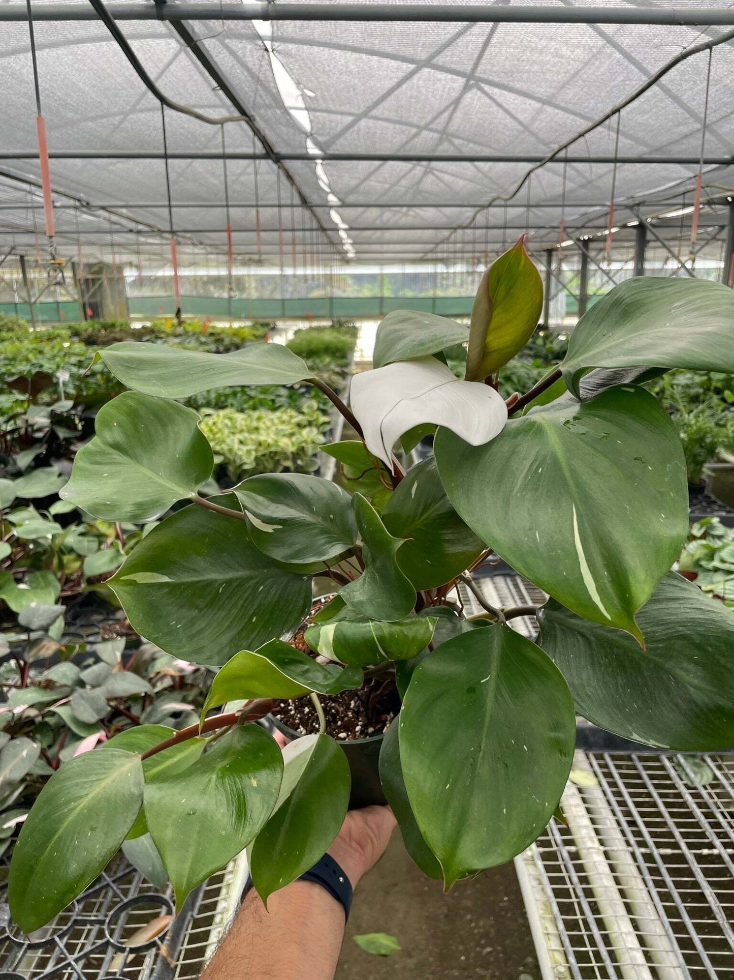 Philodendron 'White Knight'-6" pot