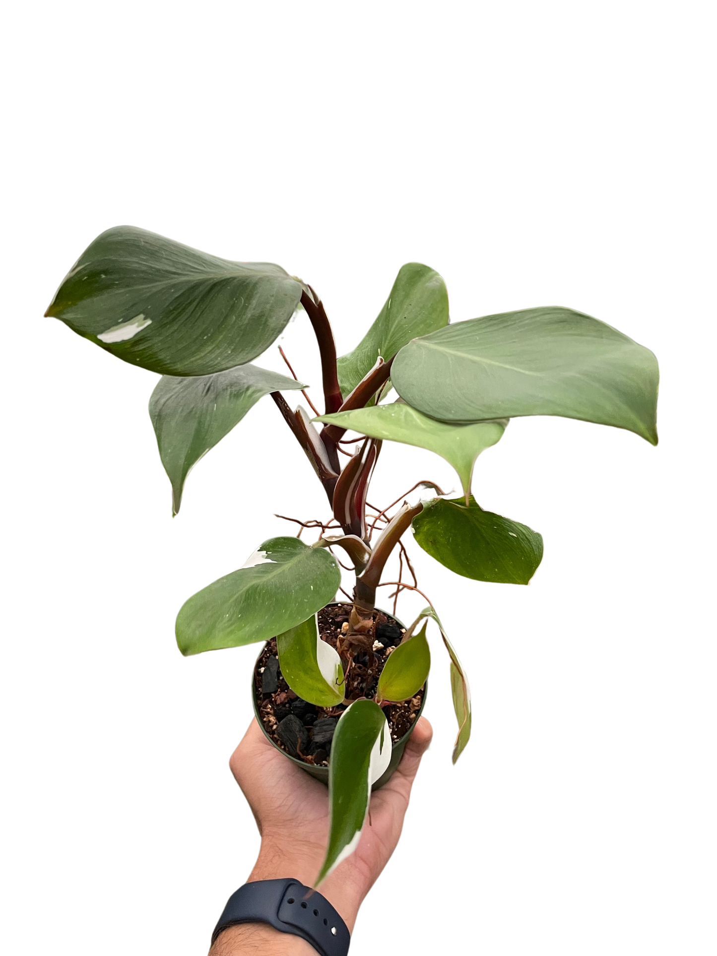 Philodendron 'White Knight'-6" pot