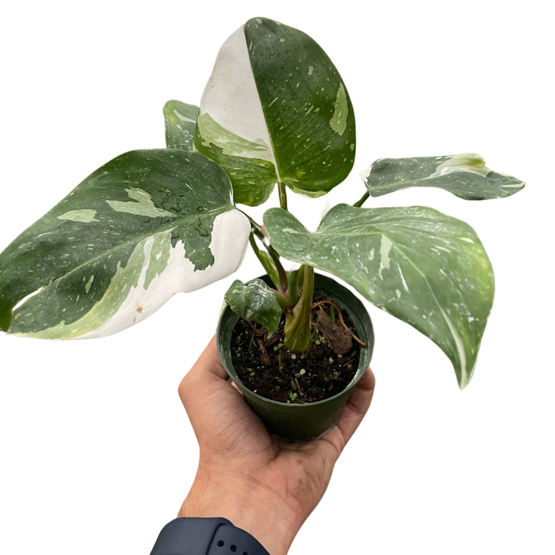 Philodendron 'White Princess'-6" pot