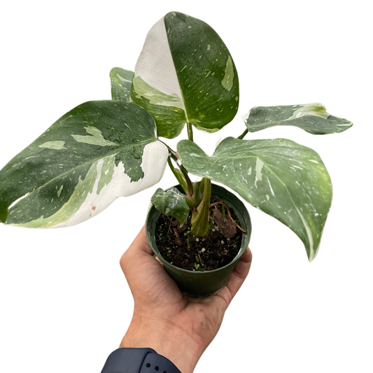 Philodendron 'White Princess'-6" pot