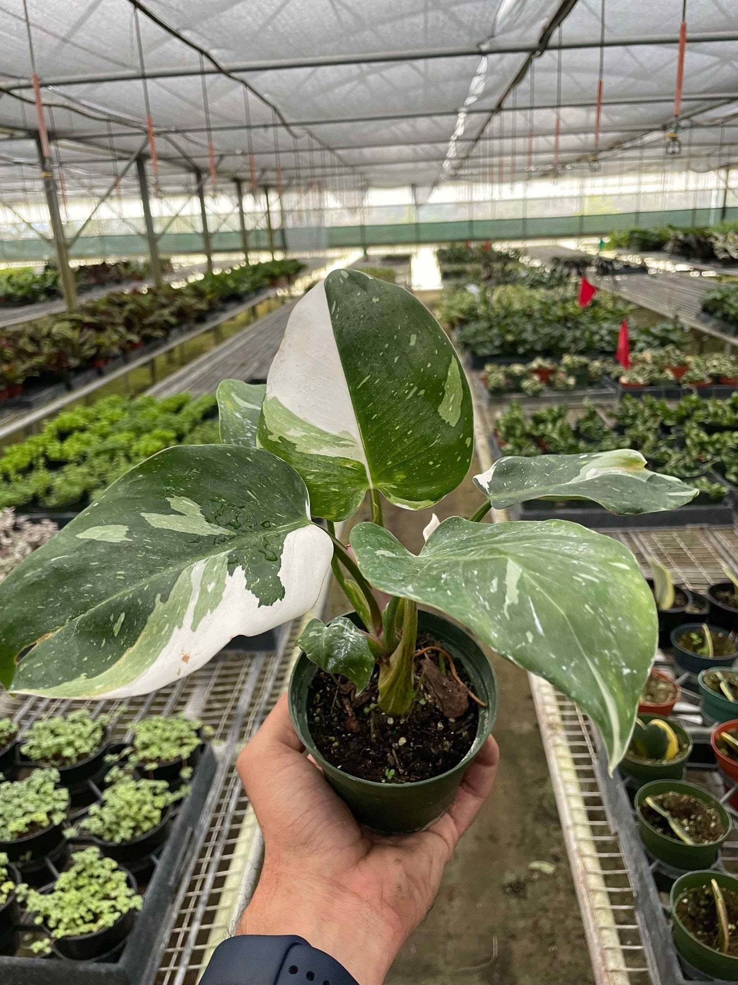 Philodendron 'White Princess'-6" pot