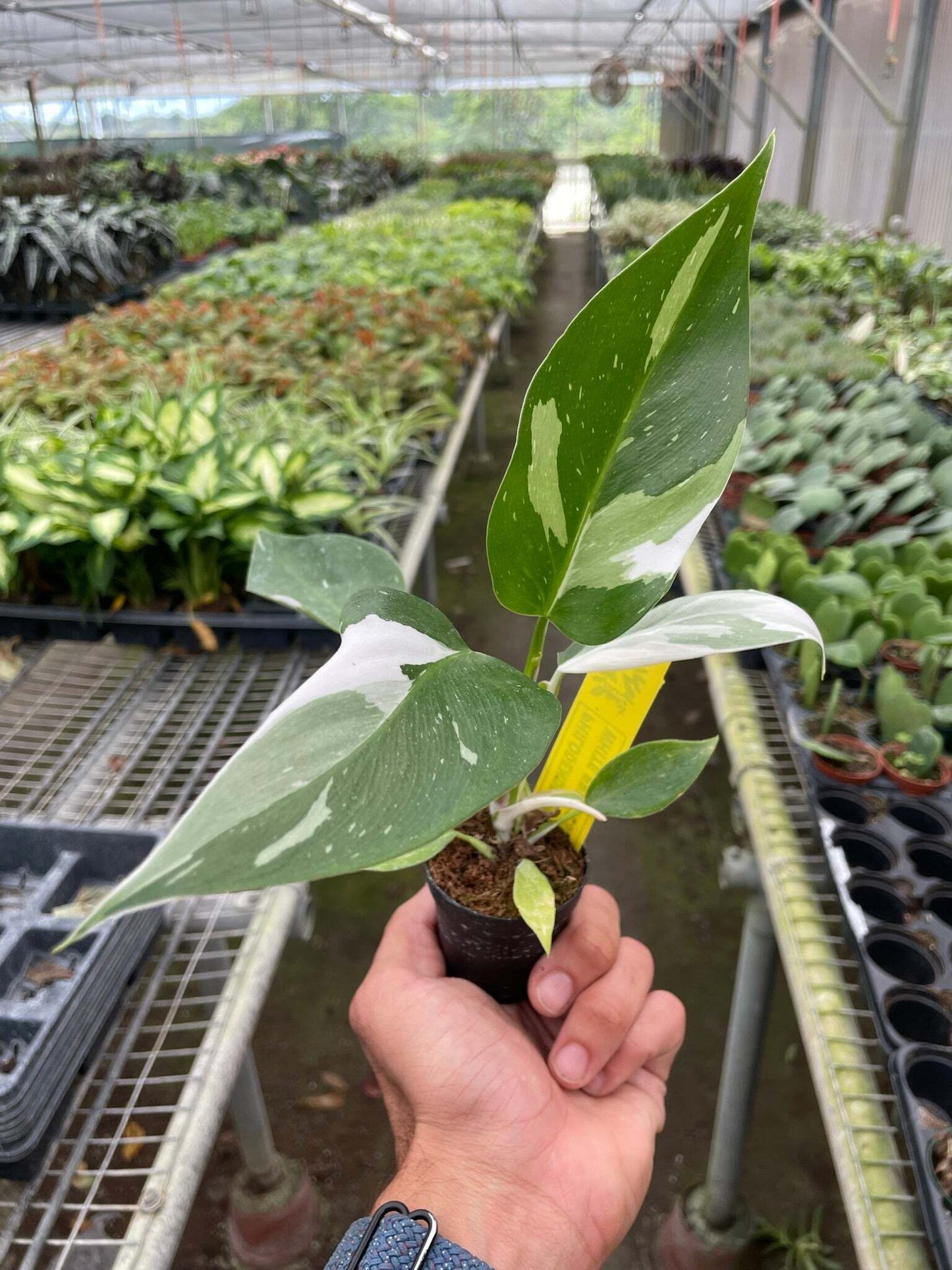 Philodendron 'White Princess'-6" pot