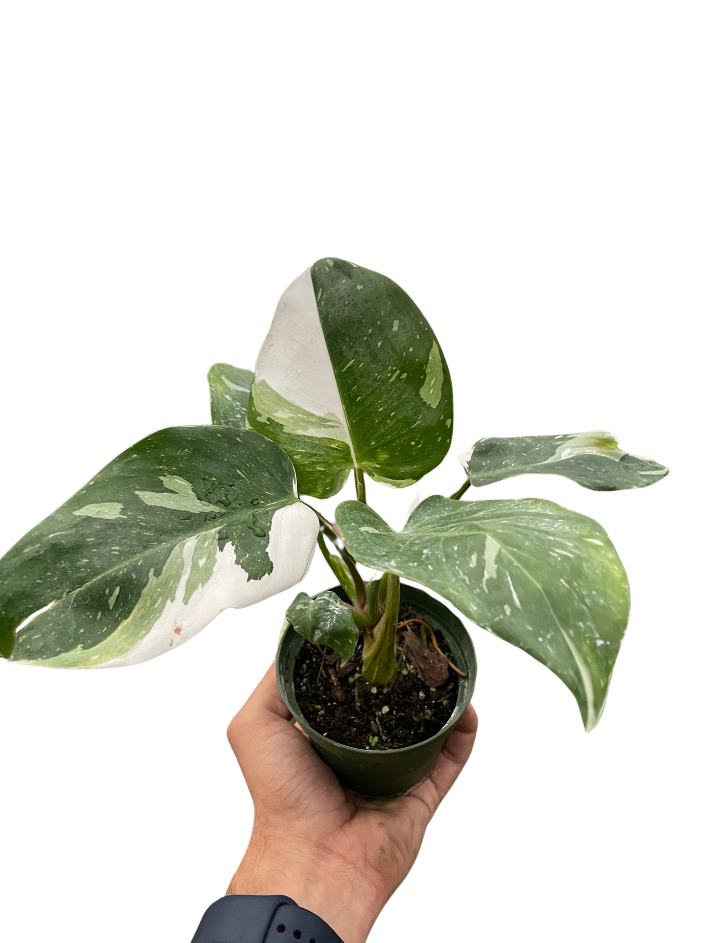 Philodendron 'White Princess'-6" pot