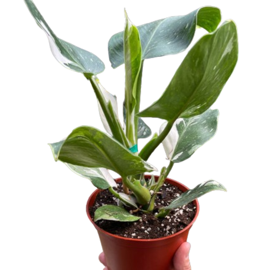 Philodendron 'White Wizard'-6" Pot