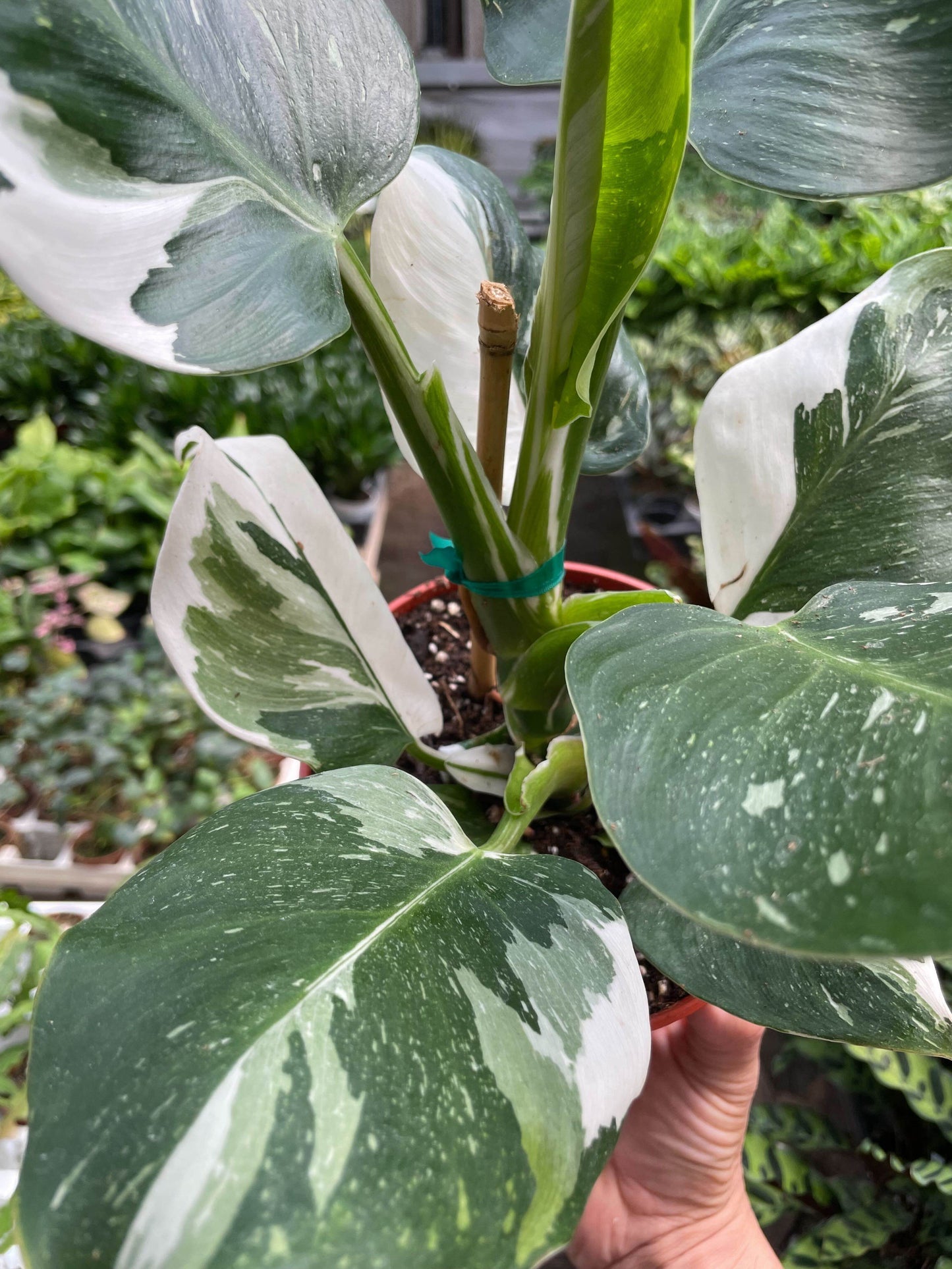 Philodendron 'White Wizard'-6" Pot