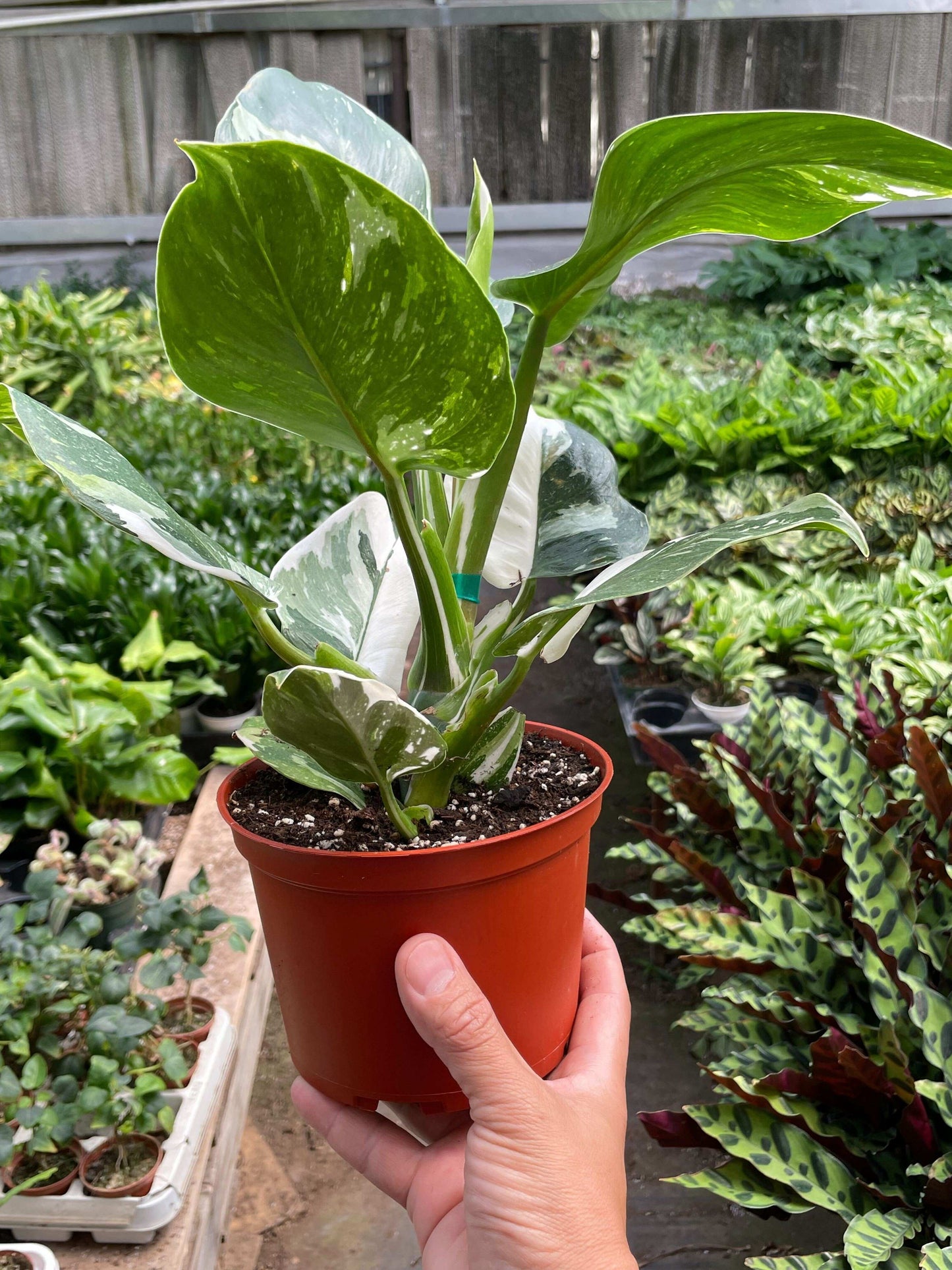 Philodendron 'White Wizard'-6" Pot