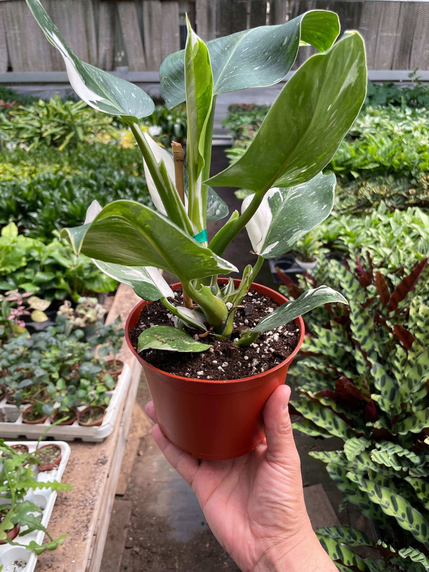 Philodendron 'White Wizard'-6" Pot