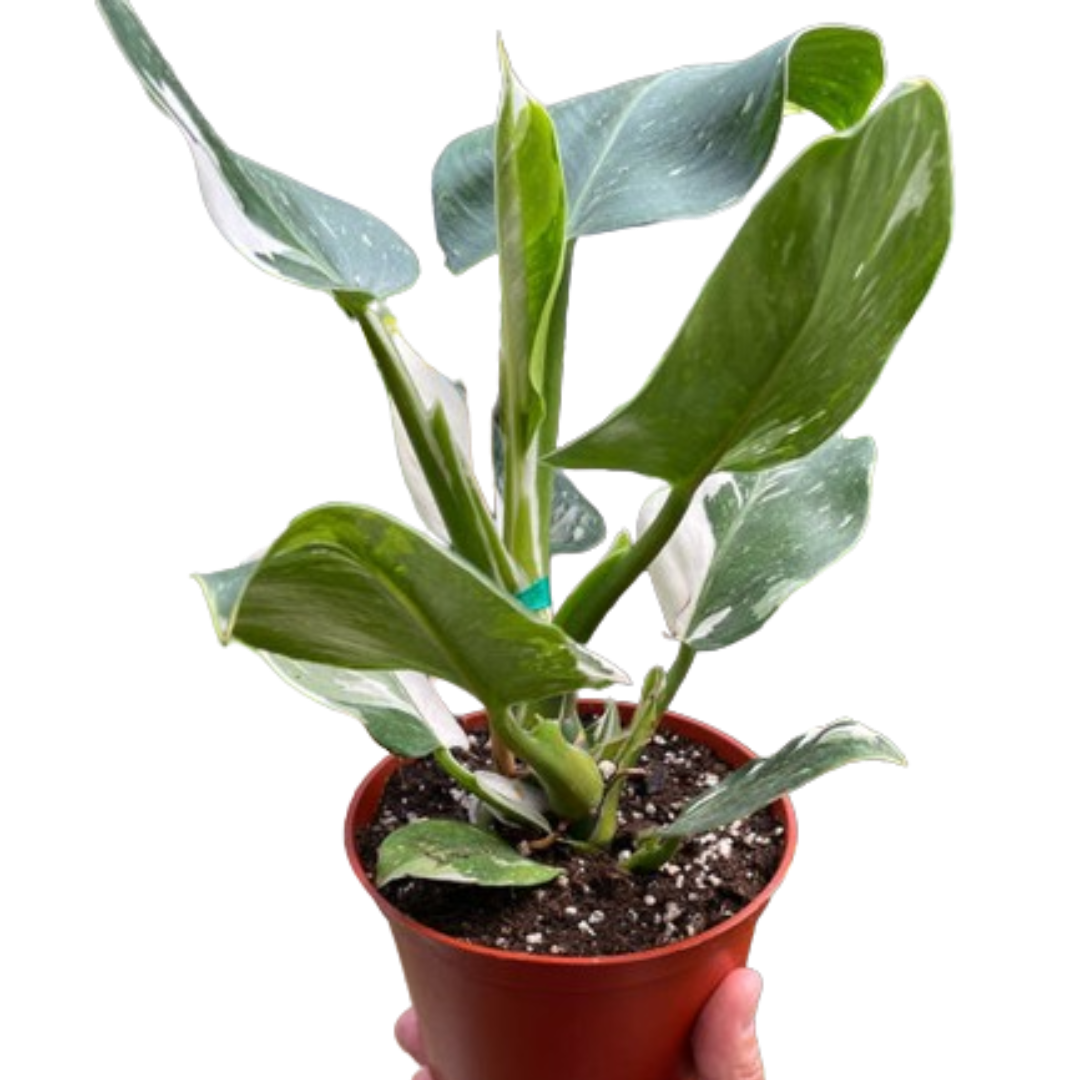 Philodendron 'White Wizard'-6" Pot