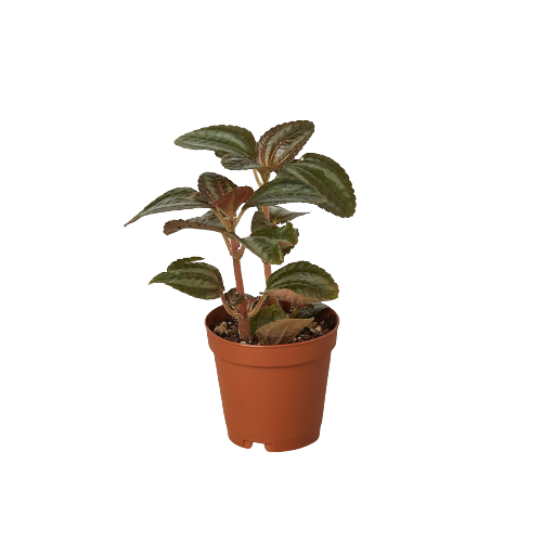 Pilea 'Bronze'-6" Pot