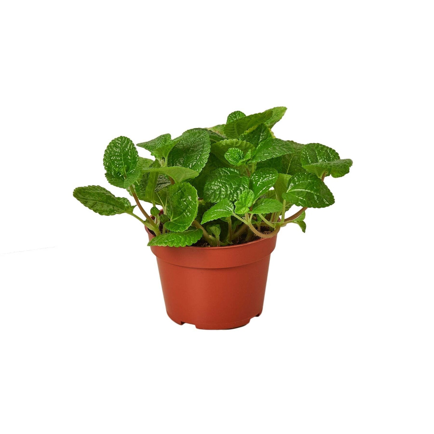 Pilea 'Crinkle'-6" Pot