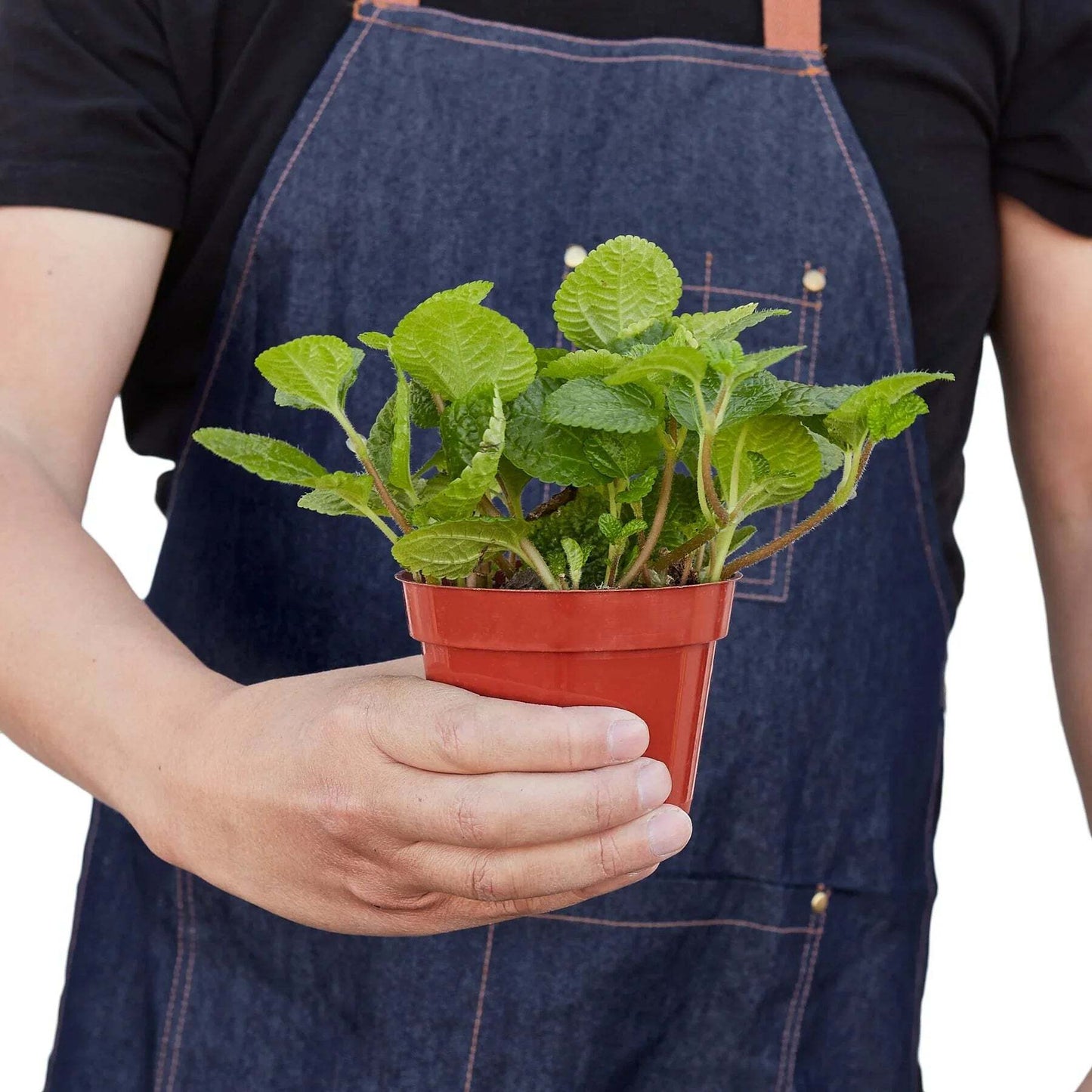 Pilea 'Crinkle'-6" Pot