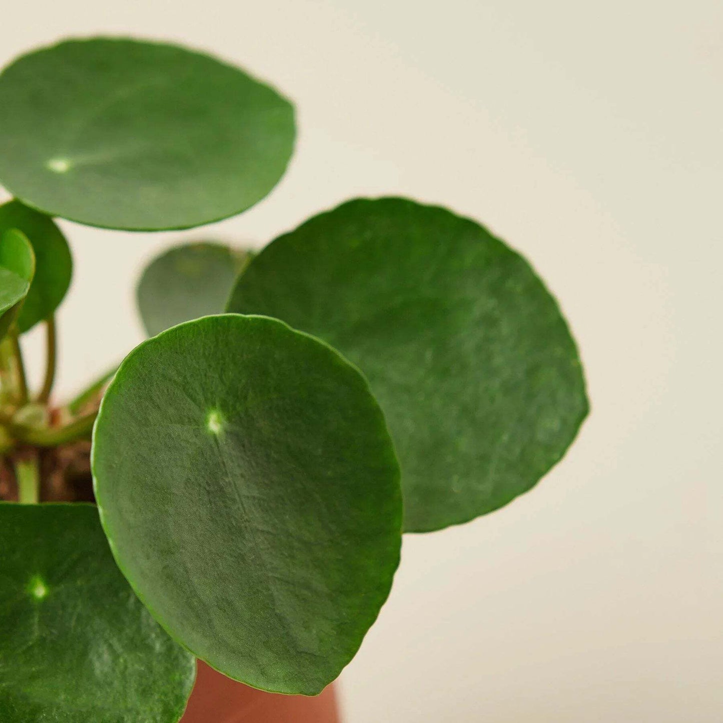 Pilea Peperomioides 'Chinese Money'-6" Pot / Nursery Pot