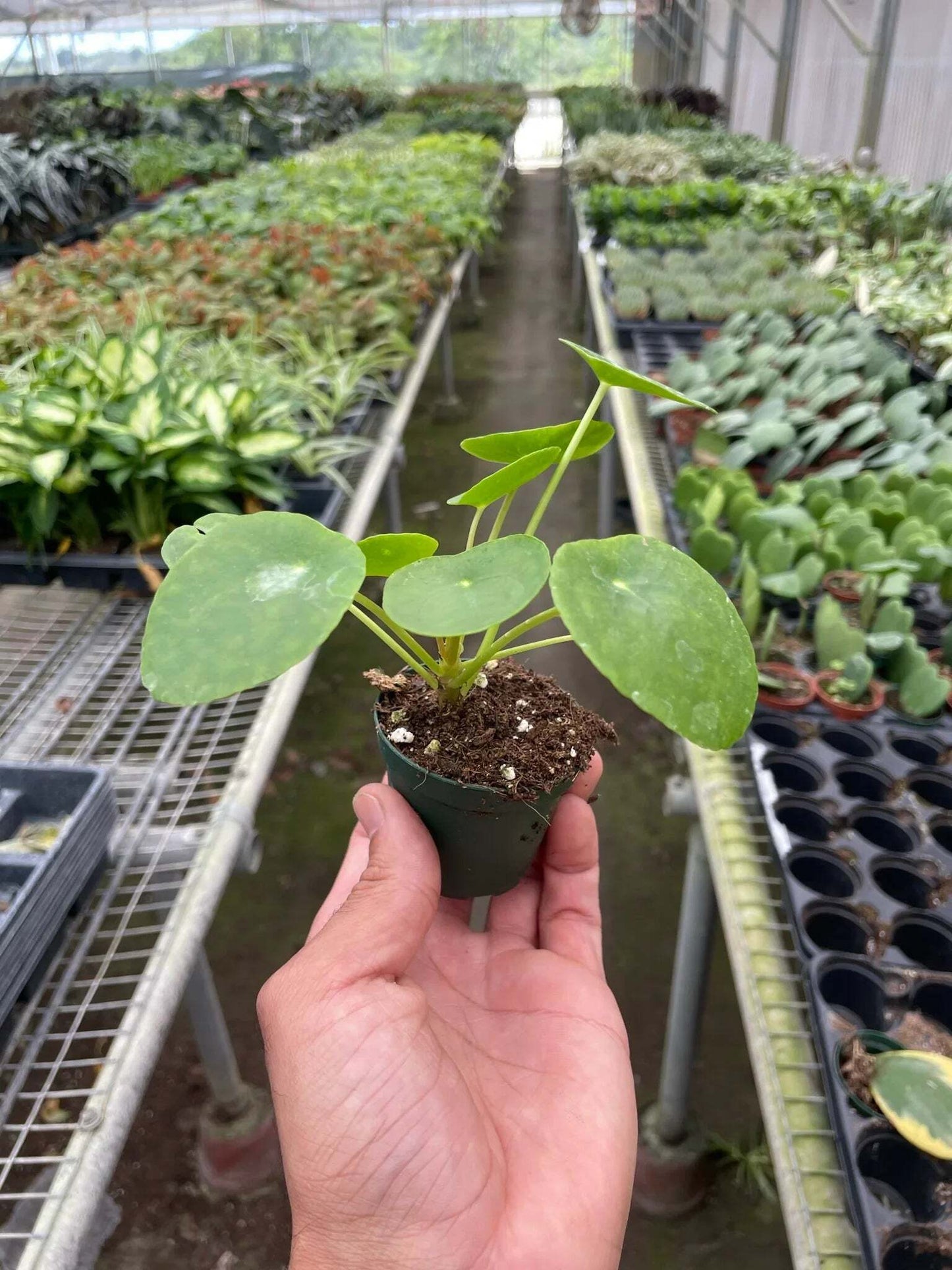 Pilea Peperomioides 'Chinese Money'-6" Pot / Nursery Pot