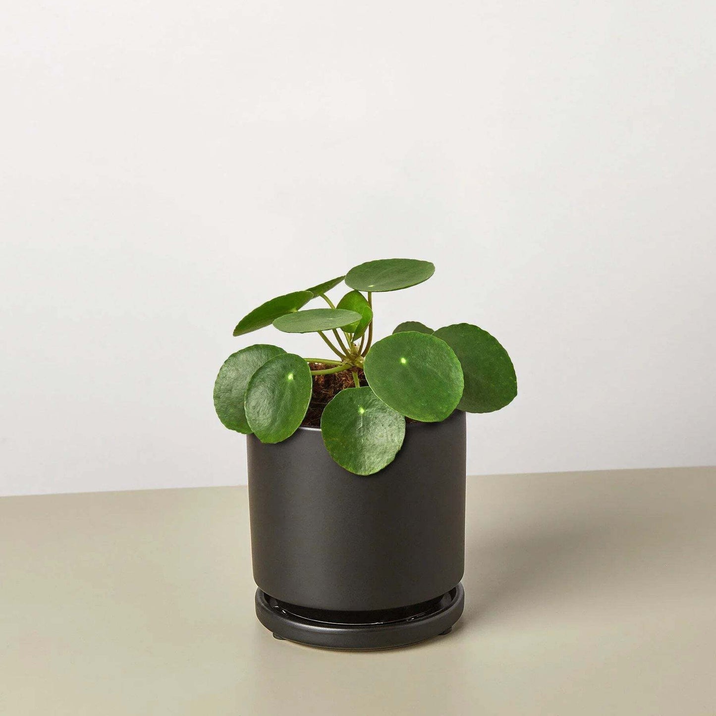 Pilea Peperomioides 'Chinese Money'-6" Pot / Nursery Pot