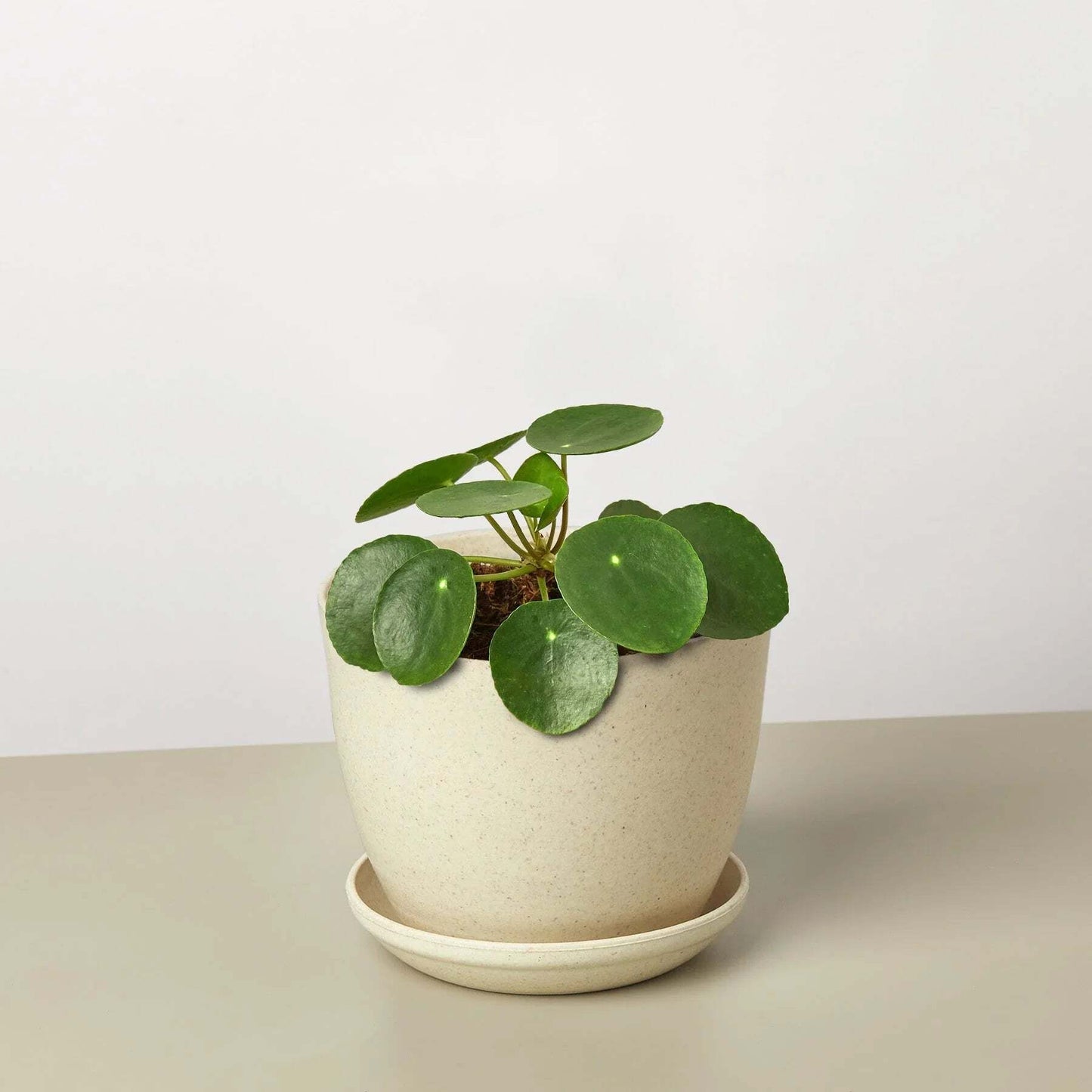 Pilea Peperomioides 'Chinese Money'-6" Pot / Nursery Pot