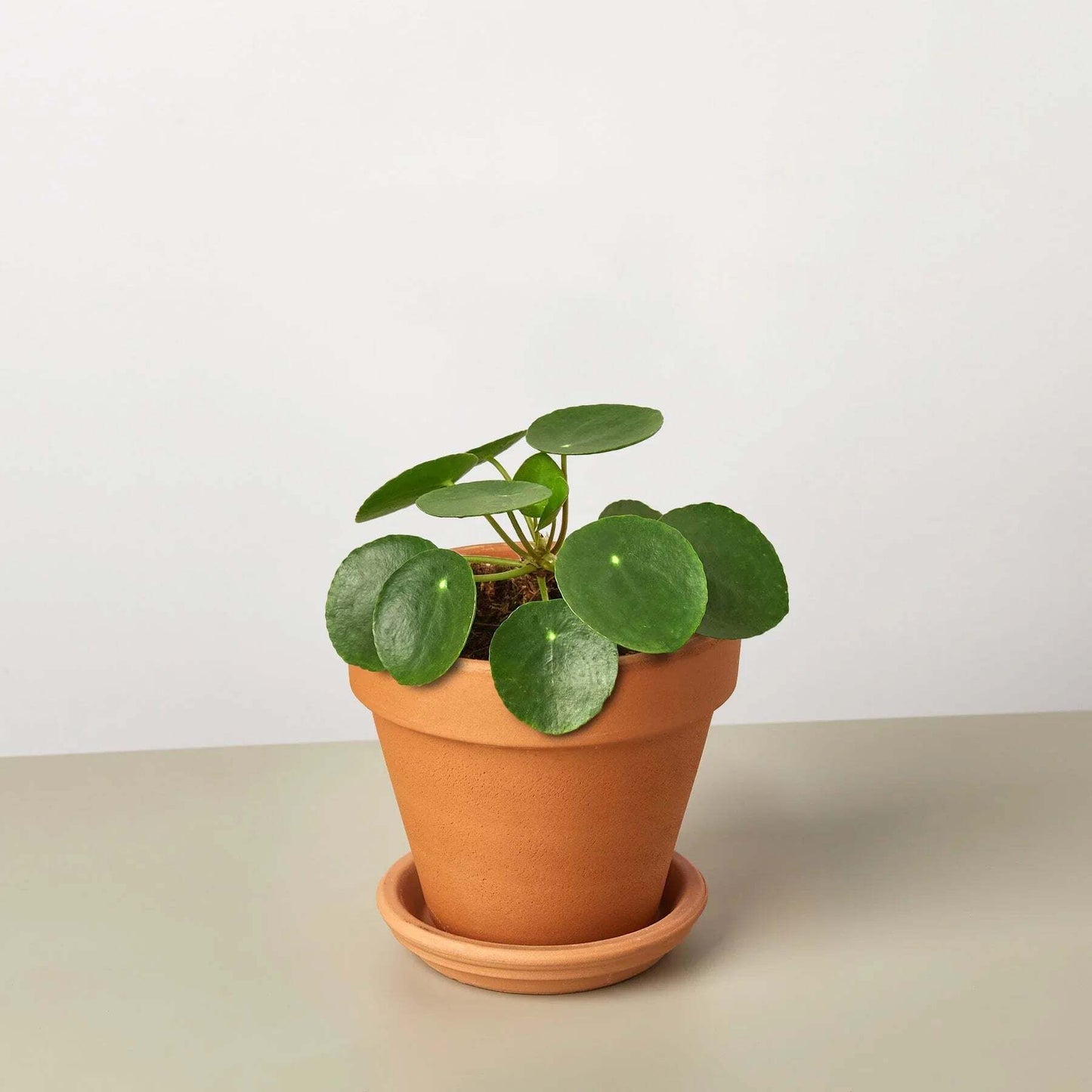 Pilea Peperomioides 'Chinese Money'-6" Pot / Nursery Pot