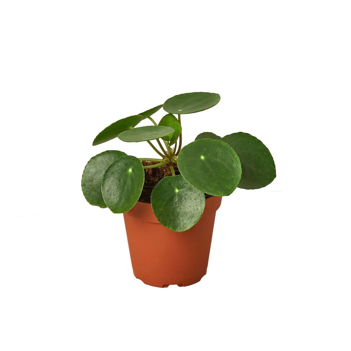 Pilea Peperomioides 'Chinese Money'-6" Pot / Nursery Pot