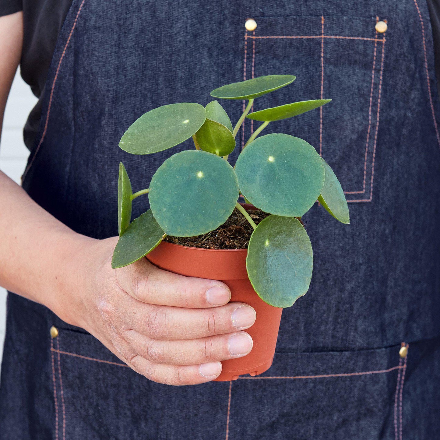 Pilea Peperomioides 'Chinese Money'-6" Pot / Nursery Pot