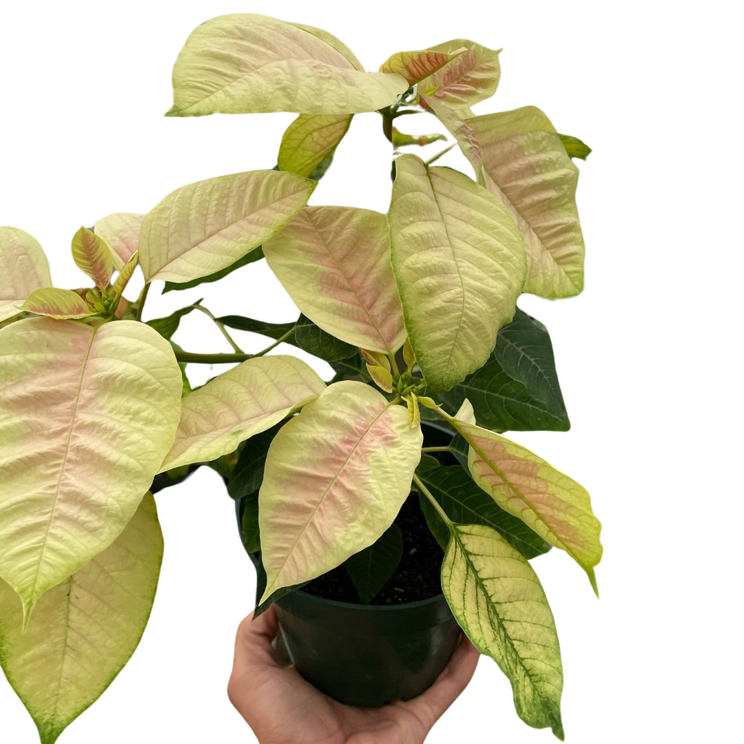 Poinsettia 'Marble'-6" Pot