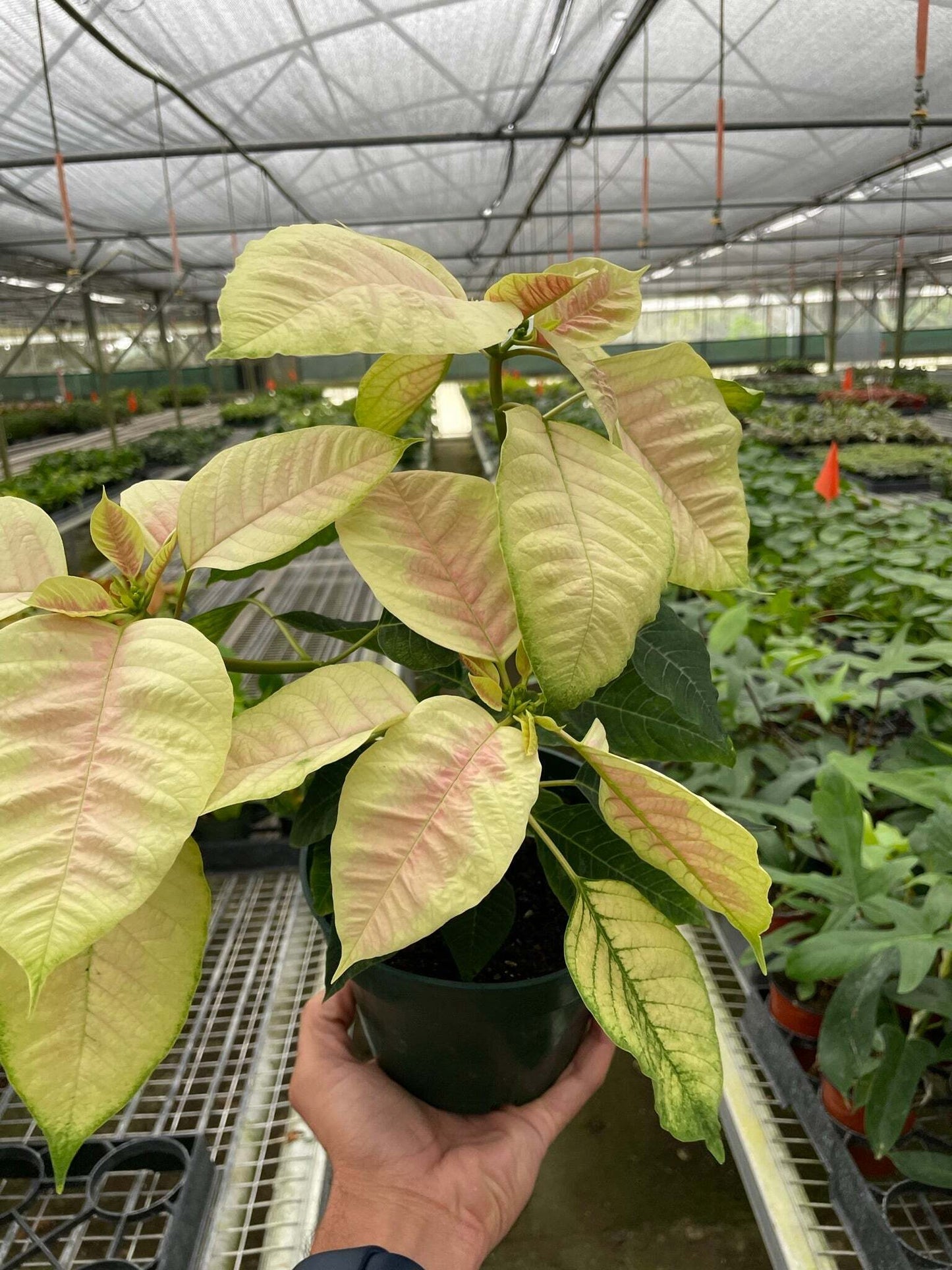 Poinsettia 'Marble'-6" Pot