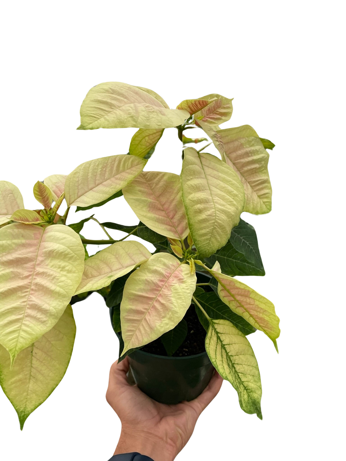 Poinsettia 'Marble'-6" Pot