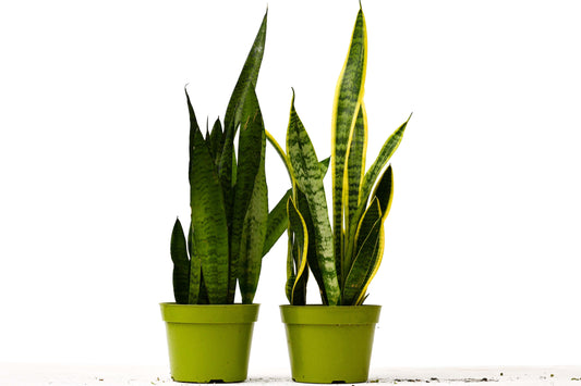 2 Snake (Sansevieria) Plant Variety Pack - 6" Pot