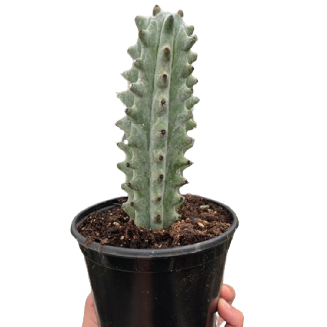 Succulent Cactus Ghost White Boobie-6" Pot