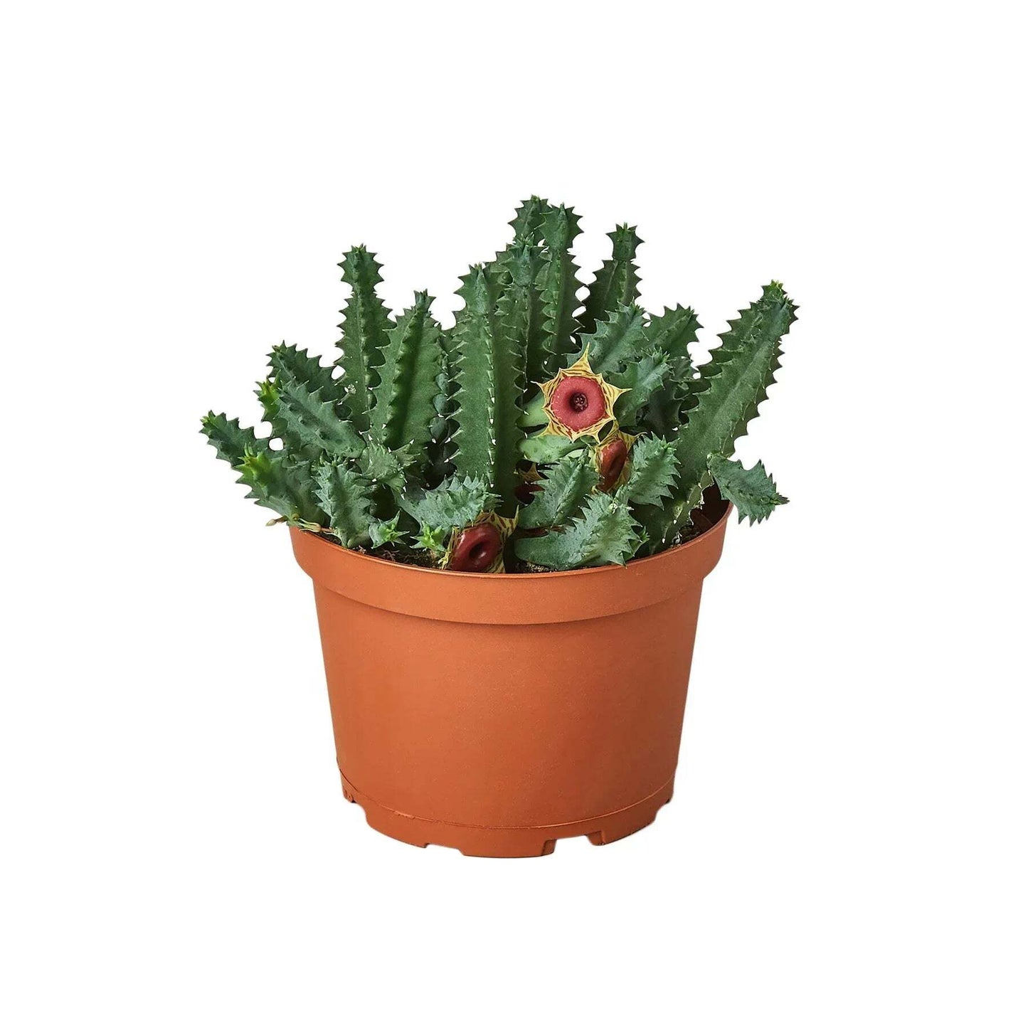 Lifesaver Cactus-6" Pot