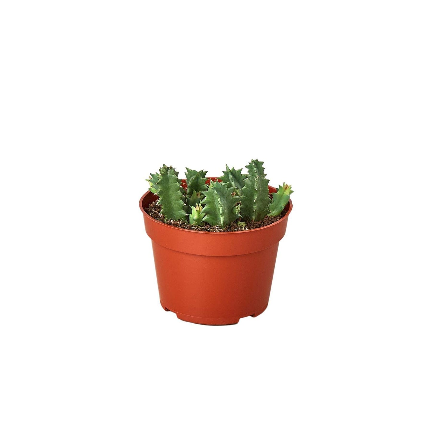 Lifesaver Cactus-6" Pot