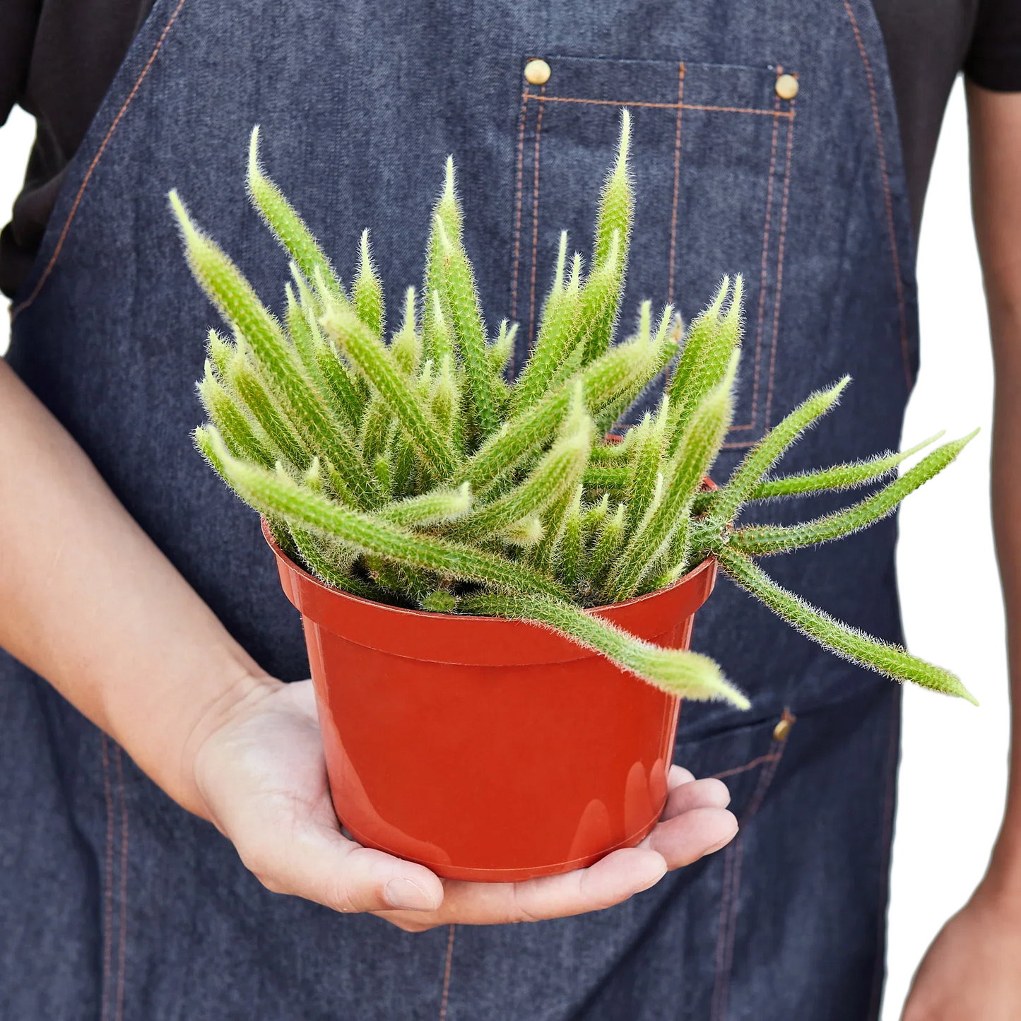 Rat Tail Cactus-6" Pot