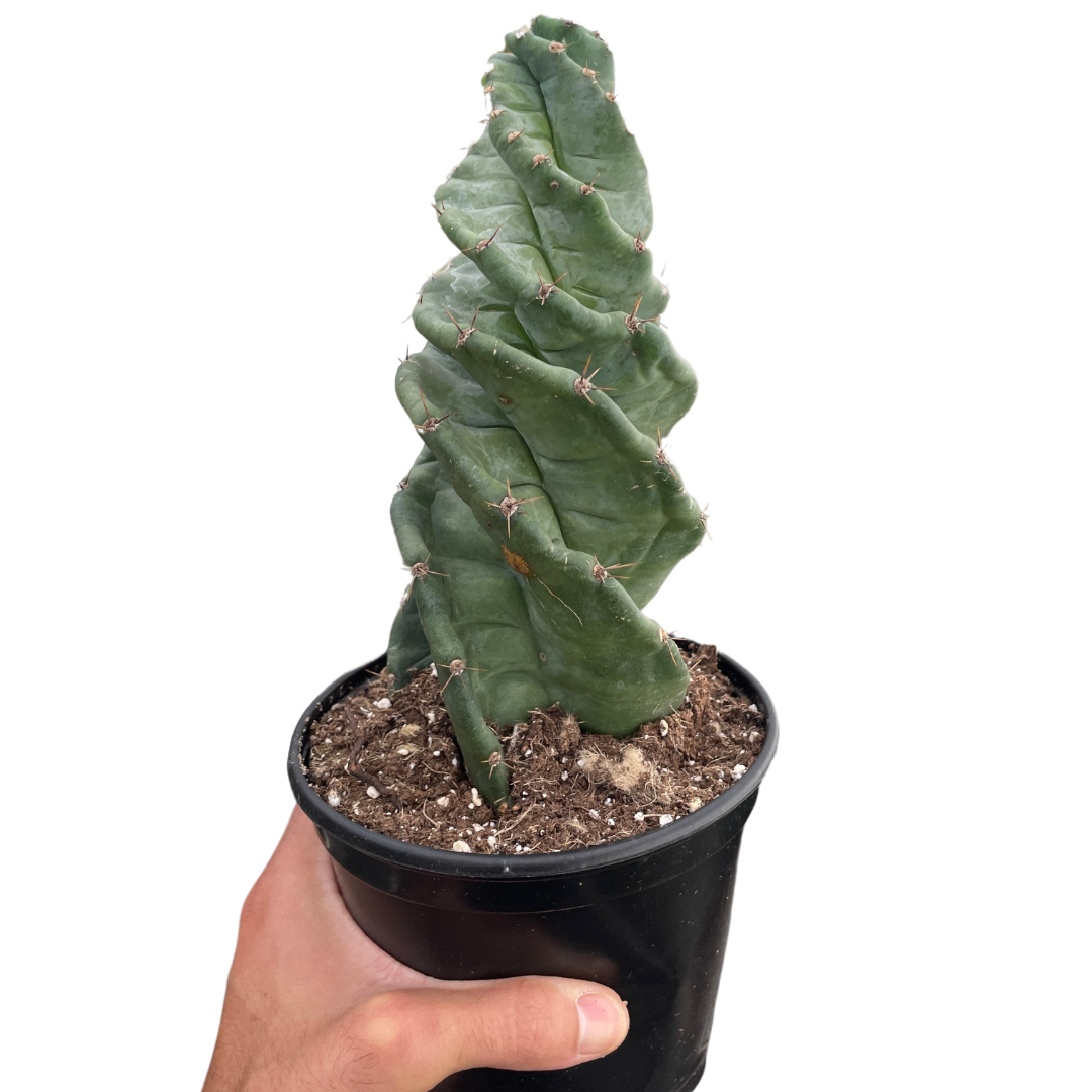 Cereus forbesii 'Spiralis'-6" Pot