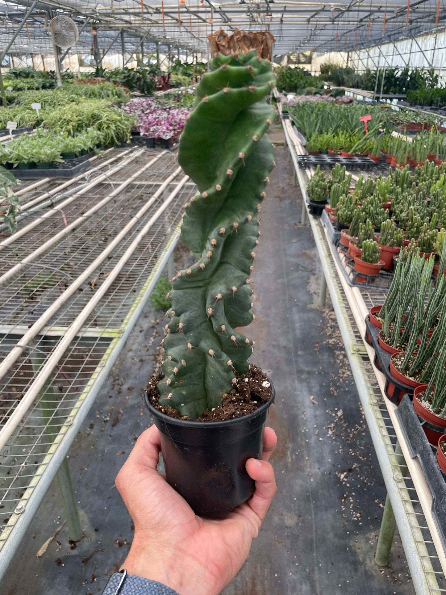 Cereus forbesii 'Spiralis'-6" Pot