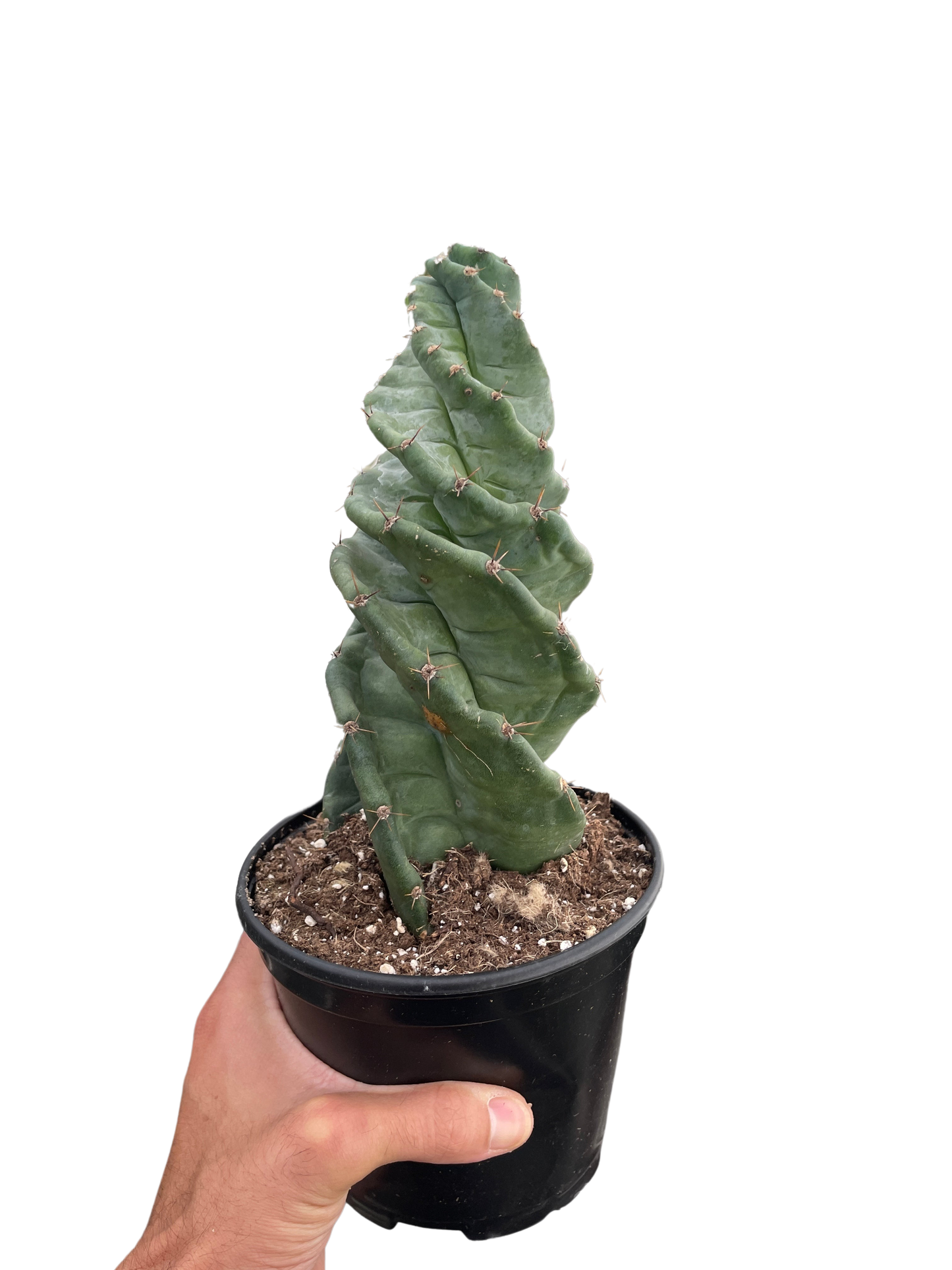 Cereus forbesii 'Spiralis'-6" Pot